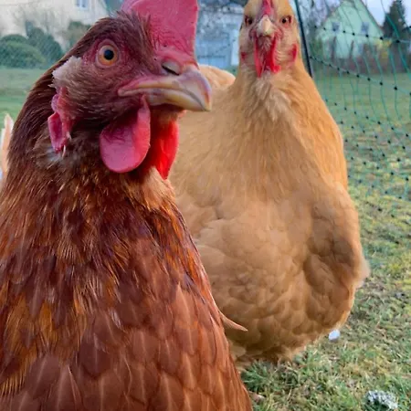 Hencoop 2 Kitchen Bathroom And Optional Sauna Lejlighed Kaiserslautern