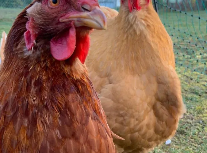 Hencoop 2 Kitchen Bathroom And Optional Sauna 公寓 凯撒斯劳滕