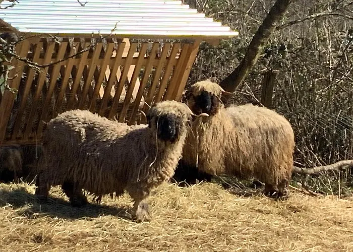 Hencoop 2 Kitchen Bathroom And Optional Sauna 公寓 *